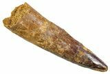 Fossil Spinosaurus Tooth - Real Dinosaur Tooth #345907-1